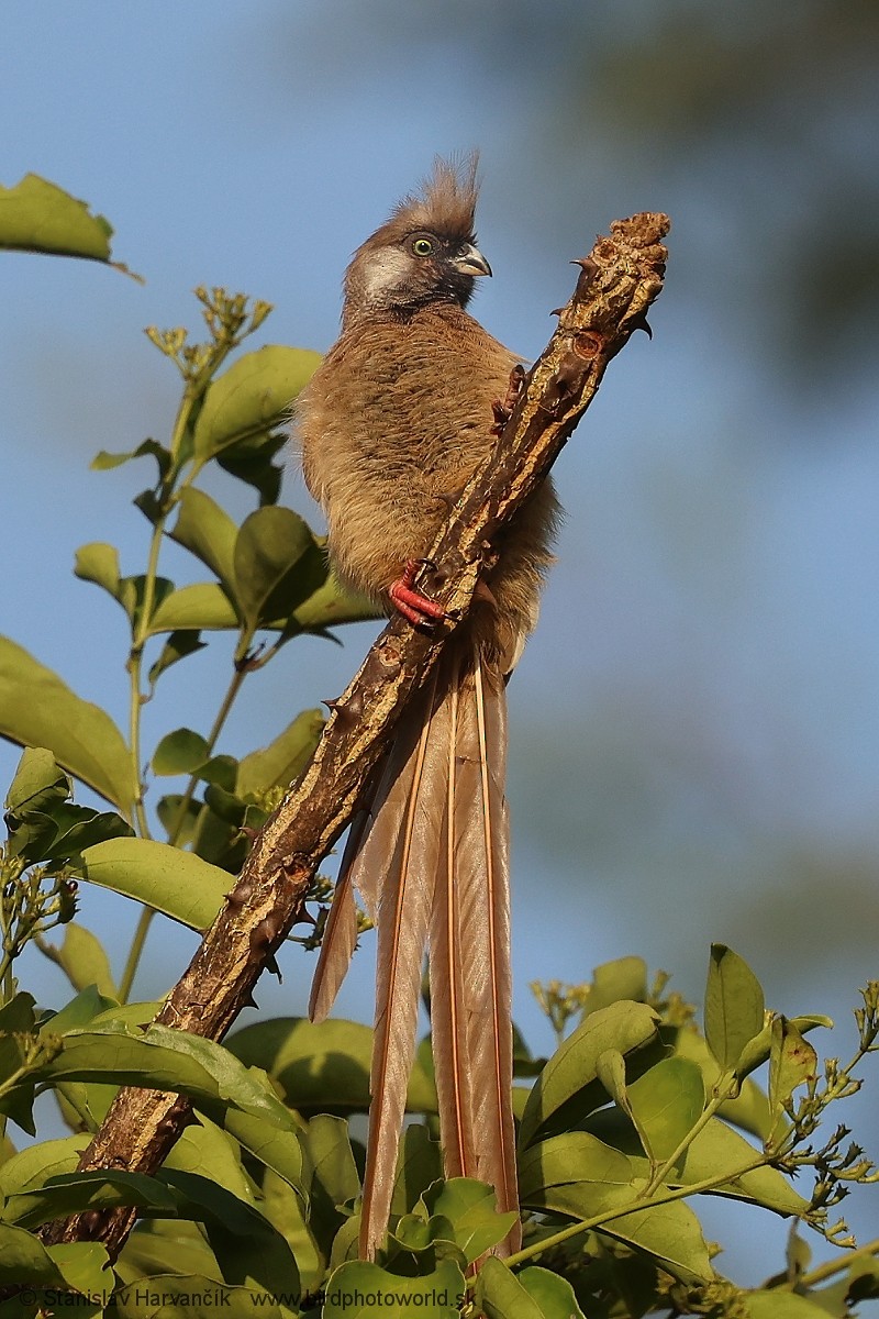 Speckled Mousebird - ML652079247