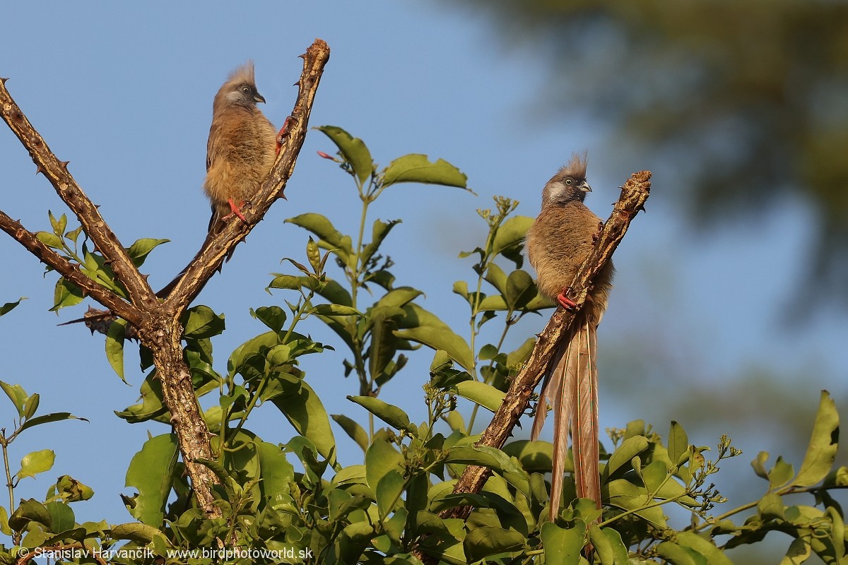 Speckled Mousebird - ML652079248