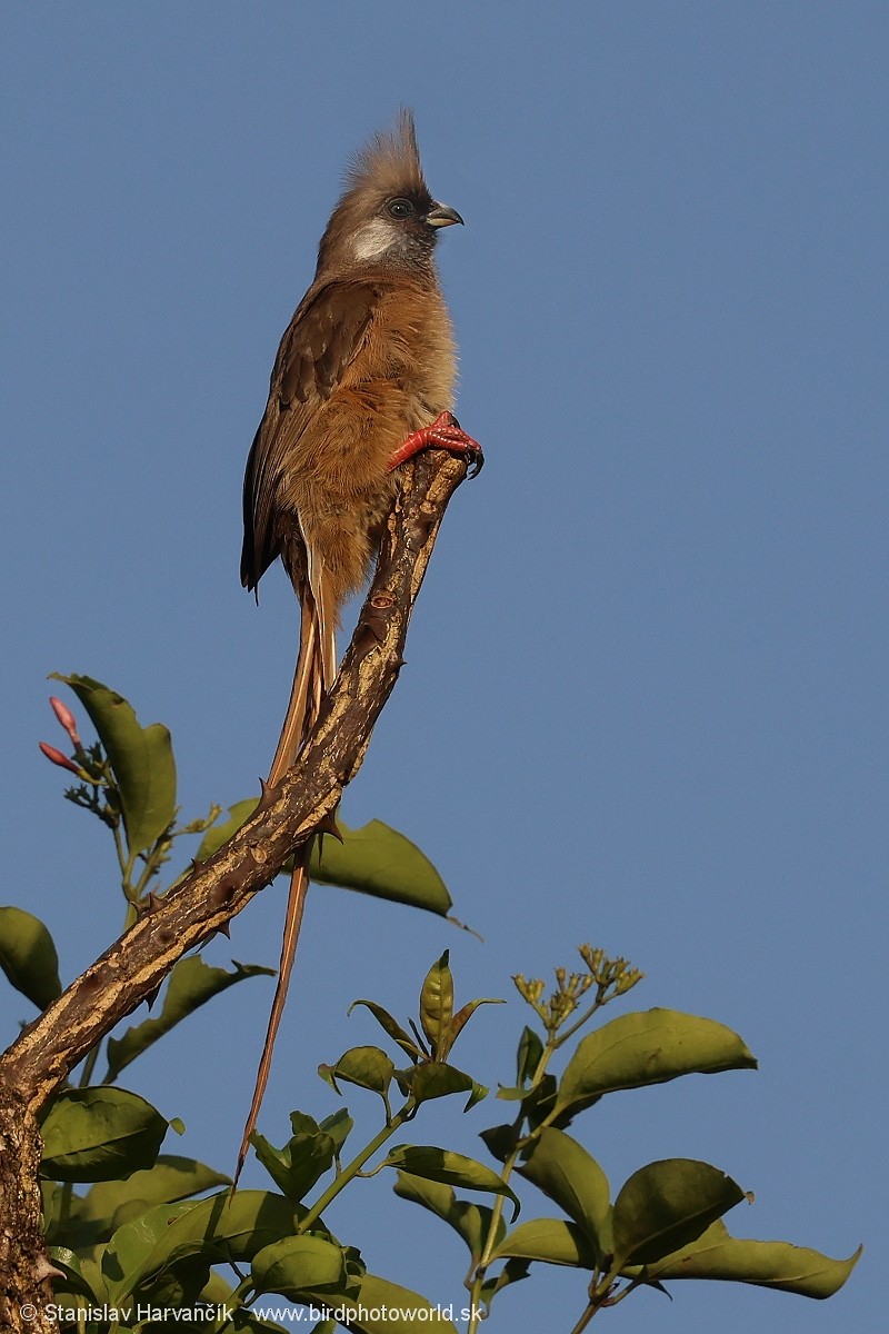 Speckled Mousebird - ML652079249