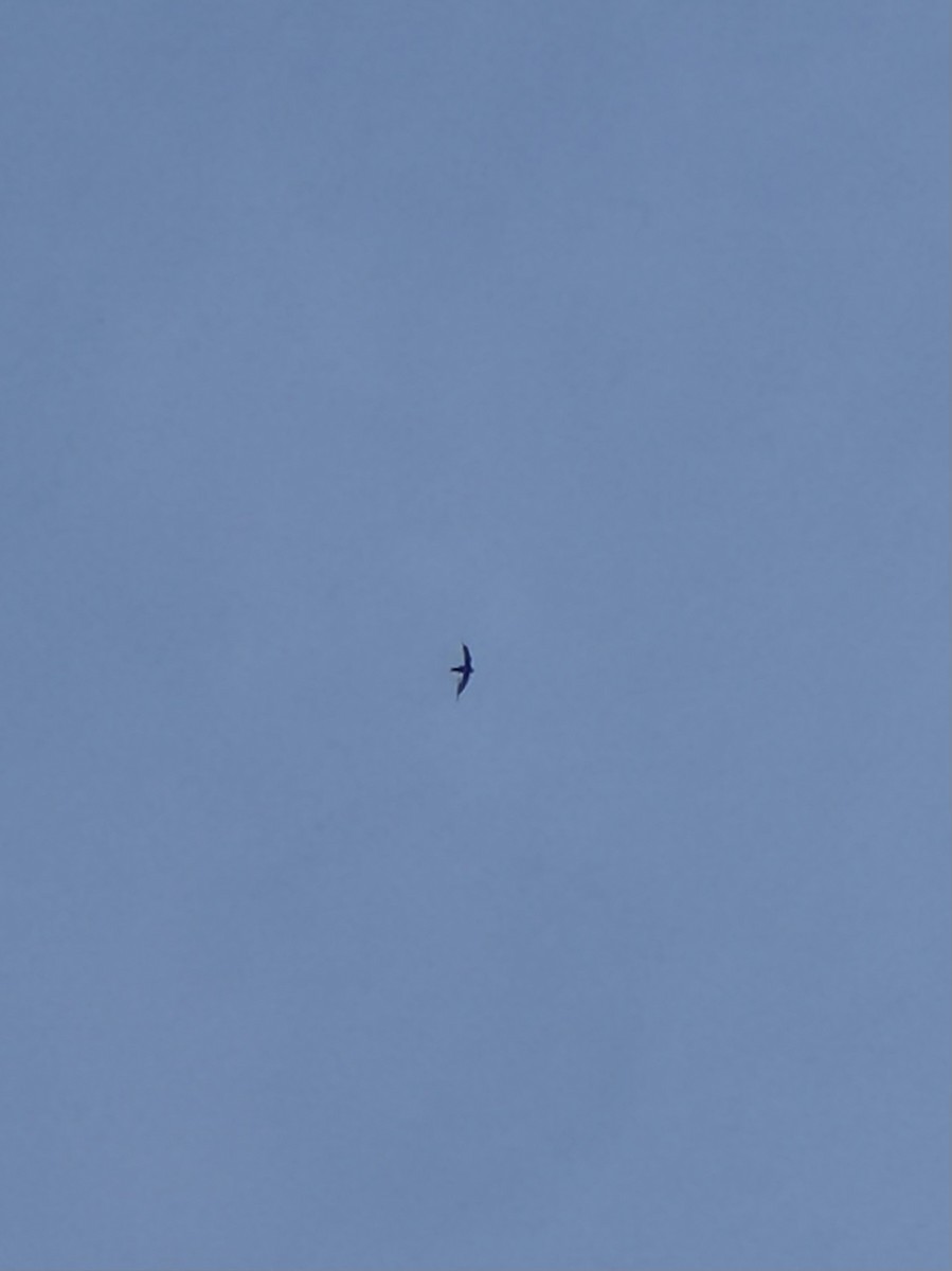 tårnseiler - ML652079374