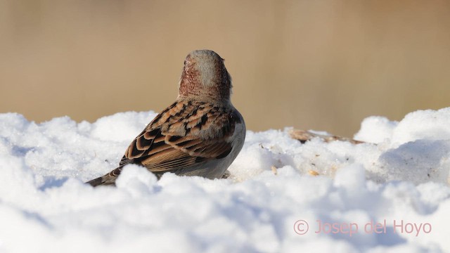 Gorrión Común - ML652079480