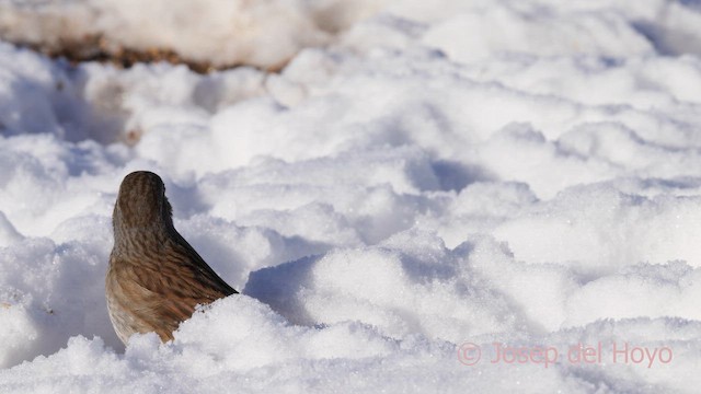 Acentor Común - ML652079654