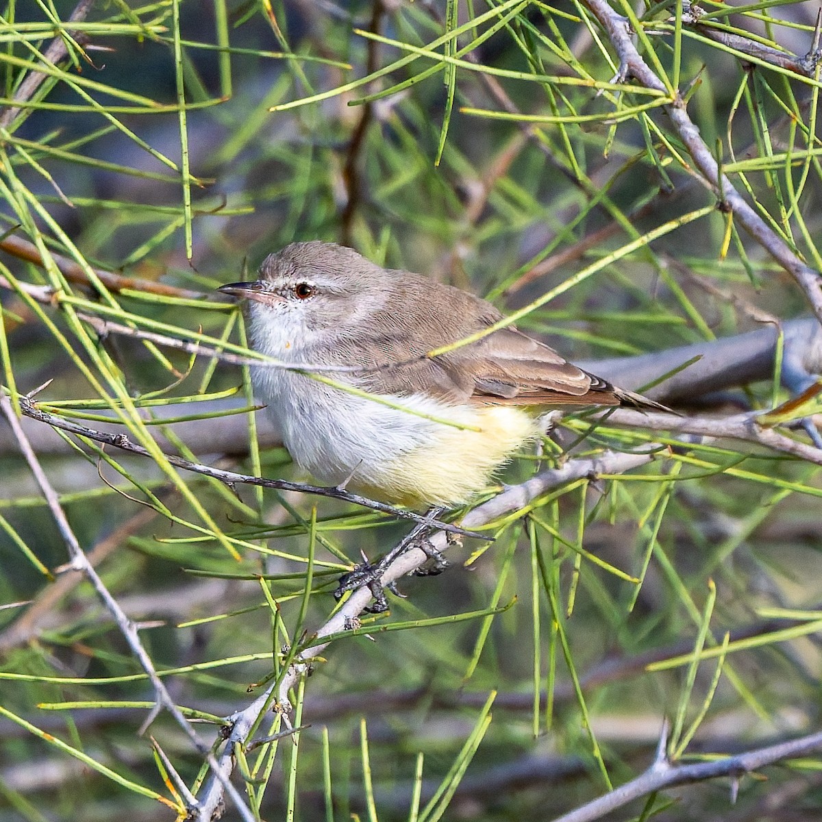 Yellow-bellied Eremomela - ML652080060