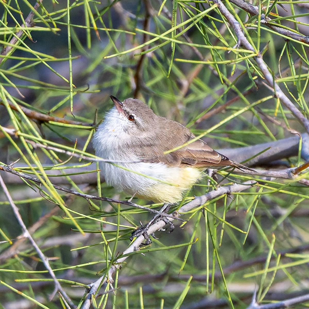 Yellow-bellied Eremomela - ML652080061
