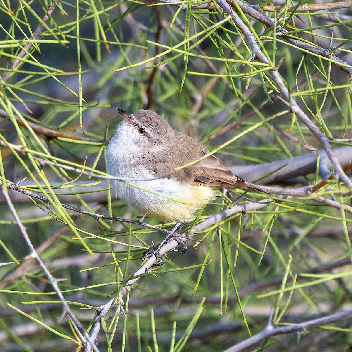 Yellow-bellied Eremomela - ML652080062