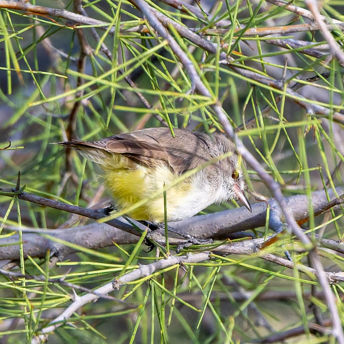 Yellow-bellied Eremomela - ML652080064