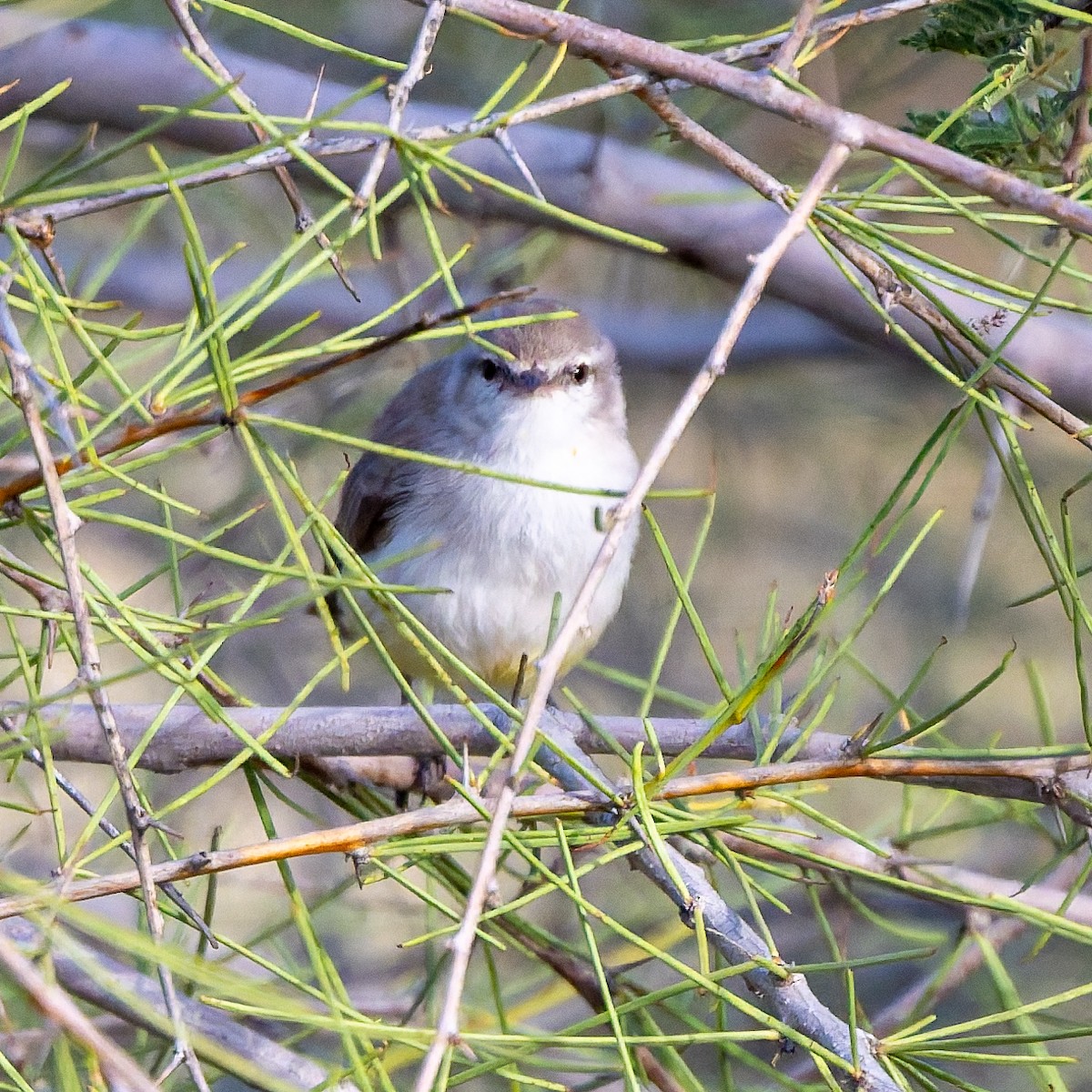 Yellow-bellied Eremomela - ML652080065