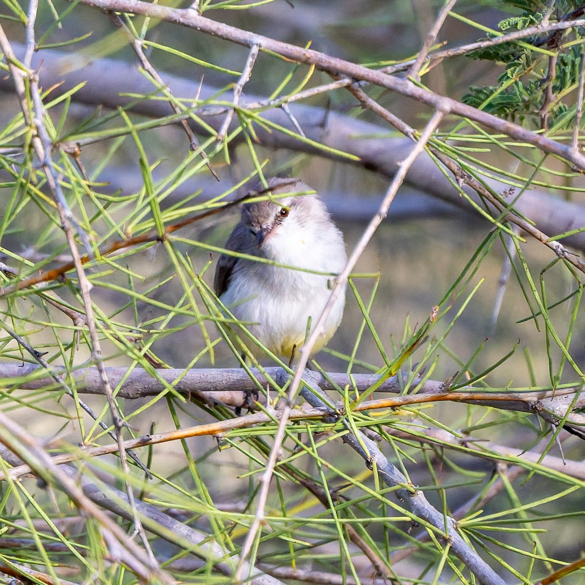 Yellow-bellied Eremomela - ML652080066