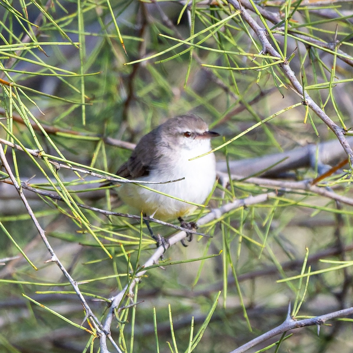 Yellow-bellied Eremomela - ML652080067
