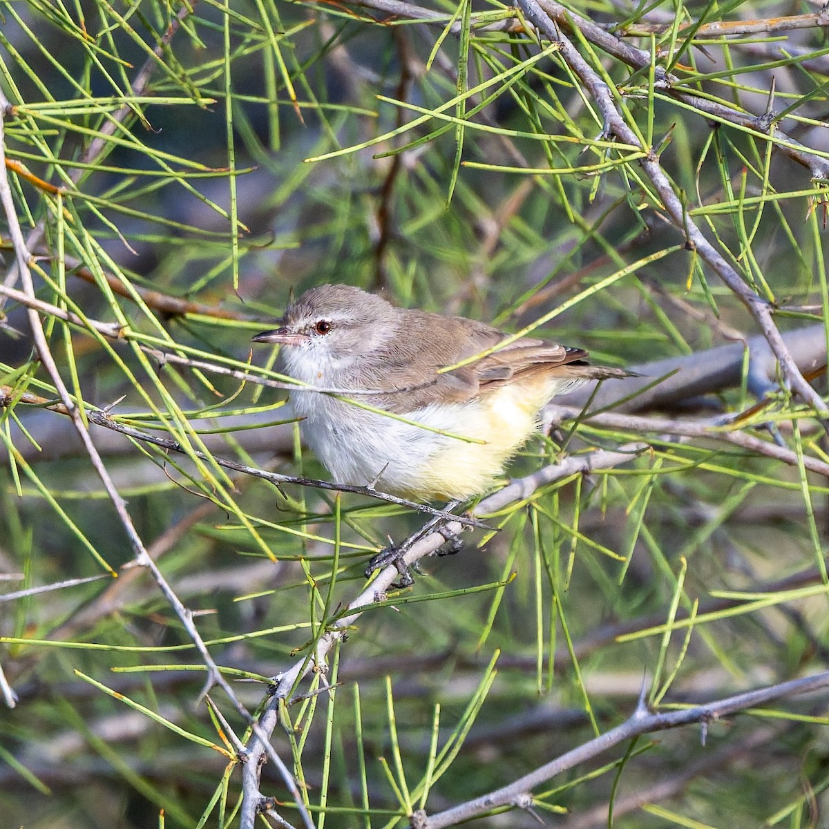 Yellow-bellied Eremomela - ML652080068