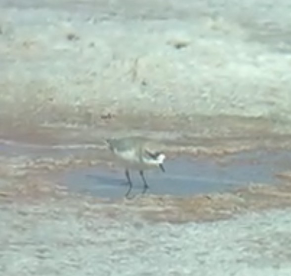 Puna Plover - ML652080601