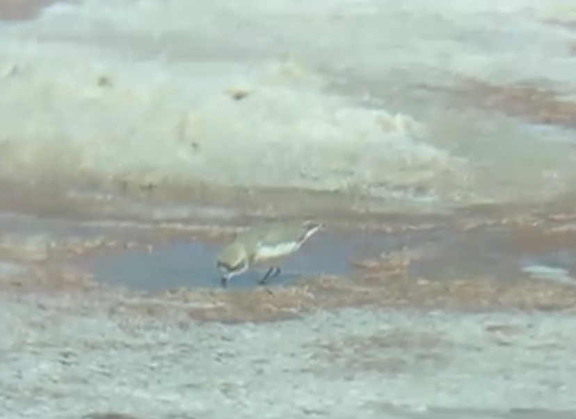 Puna Plover - ML652080602