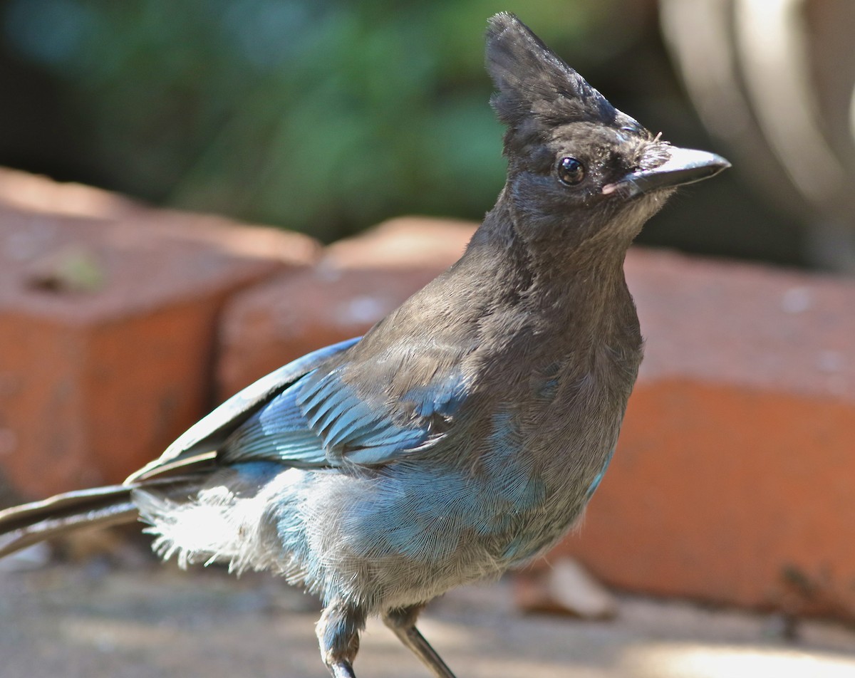 Steller's Jay (Coastal) - Don Roberson