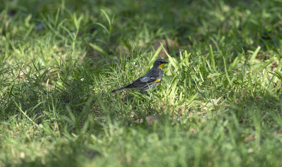 Yellow-rumped Warbler (Audubon's) - ML652081358