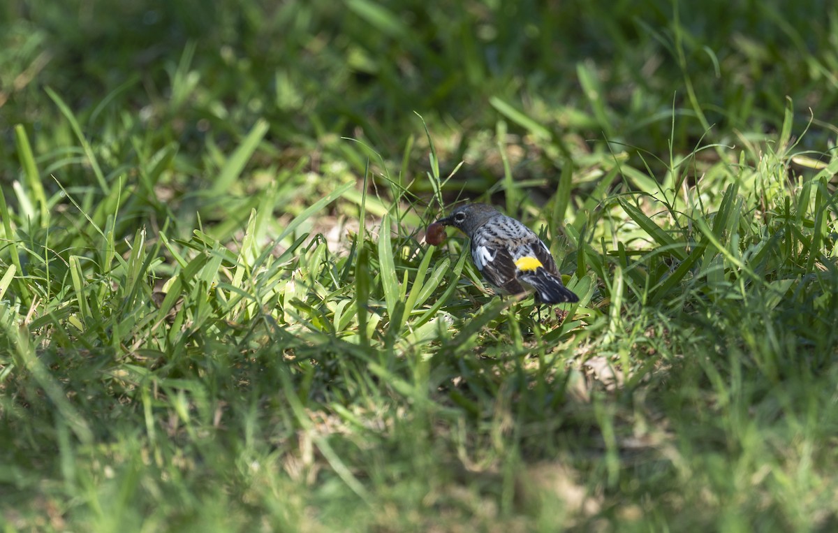 Yellow-rumped Warbler (Audubon's) - ML652081375
