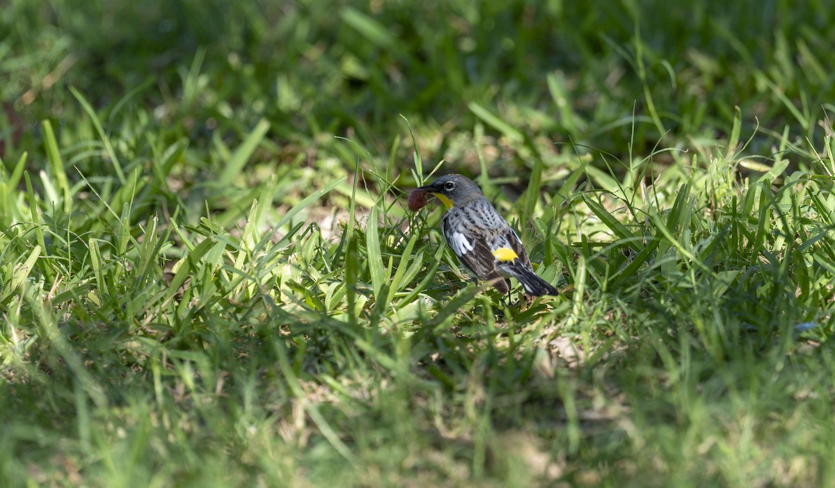Yellow-rumped Warbler (Audubon's) - ML652081383