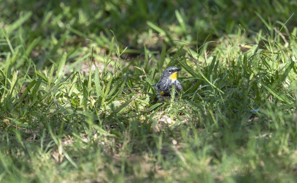 Yellow-rumped Warbler (Audubon's) - ML652081391