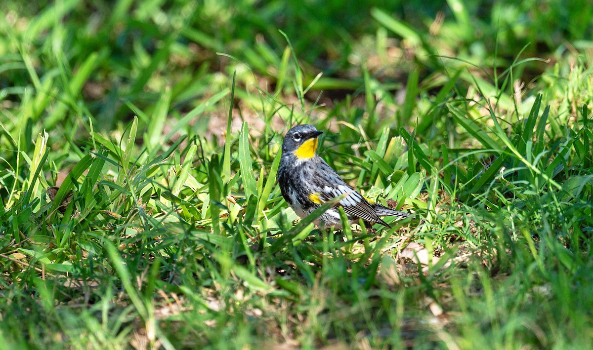 Yellow-rumped Warbler (Audubon's) - ML652081395