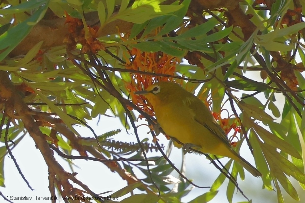 Senegalbrillenvogel - ML652081418