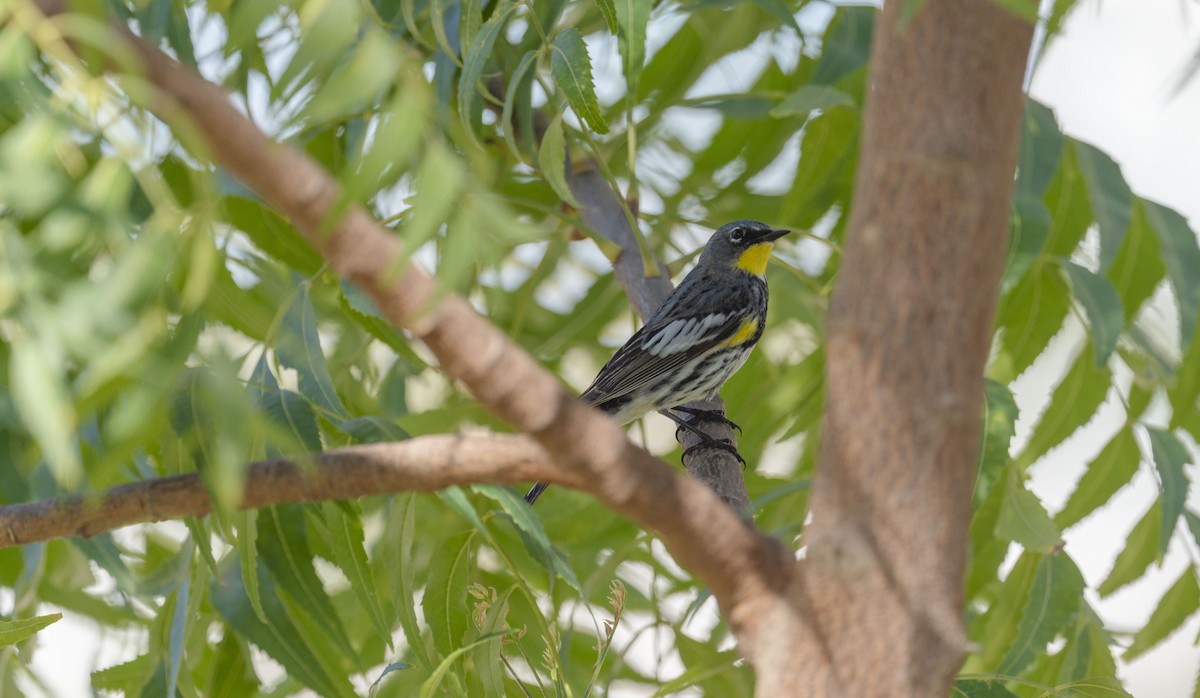 Yellow-rumped Warbler (Audubon's) - ML652081421
