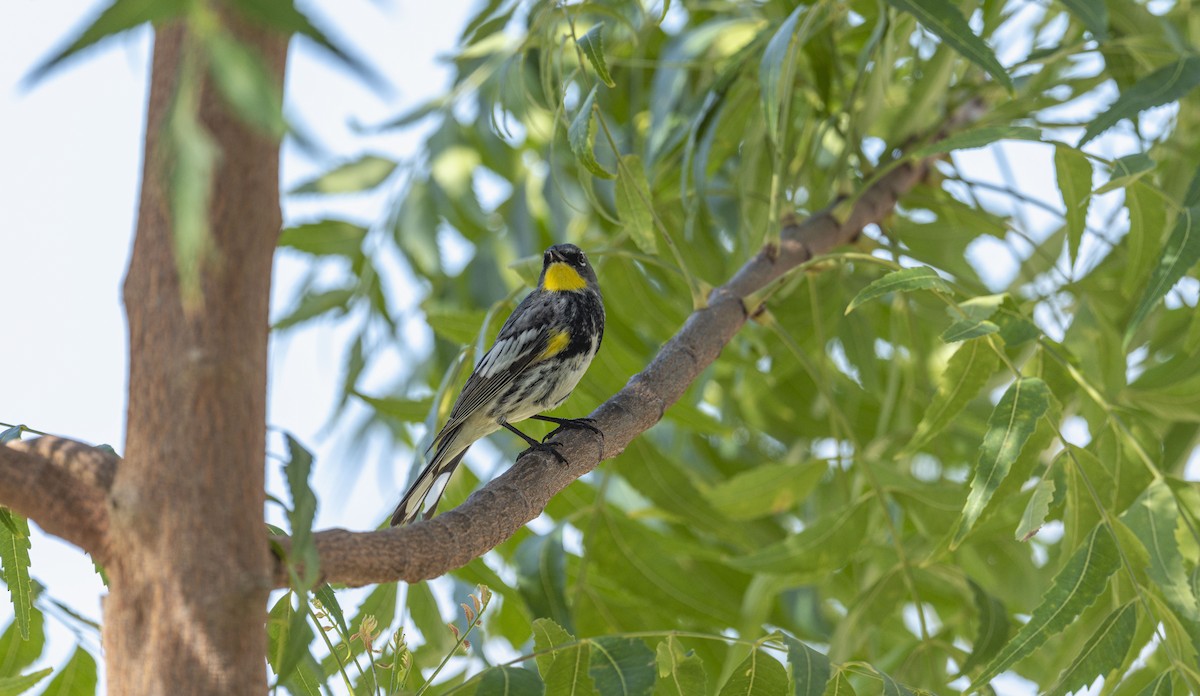 Yellow-rumped Warbler (Audubon's) - ML652081428