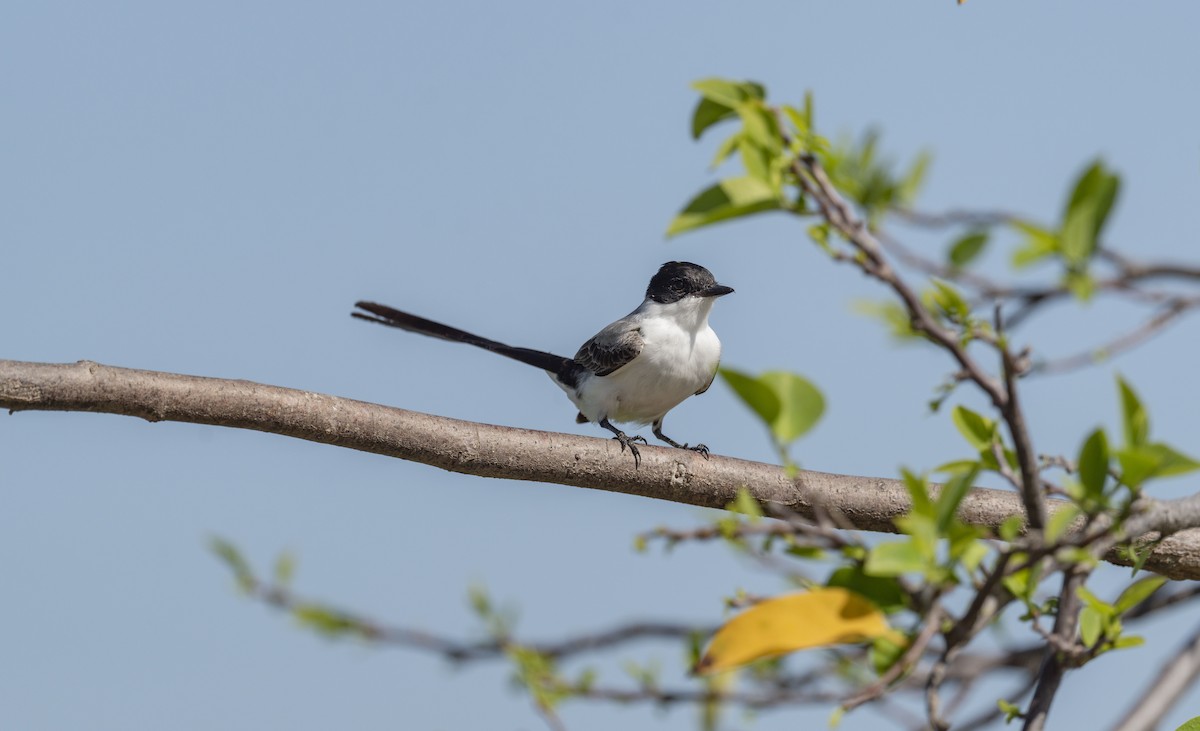 Fork-tailed Flycatcher - ML652081450