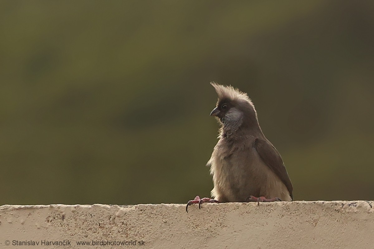 Speckled Mousebird - ML652081452