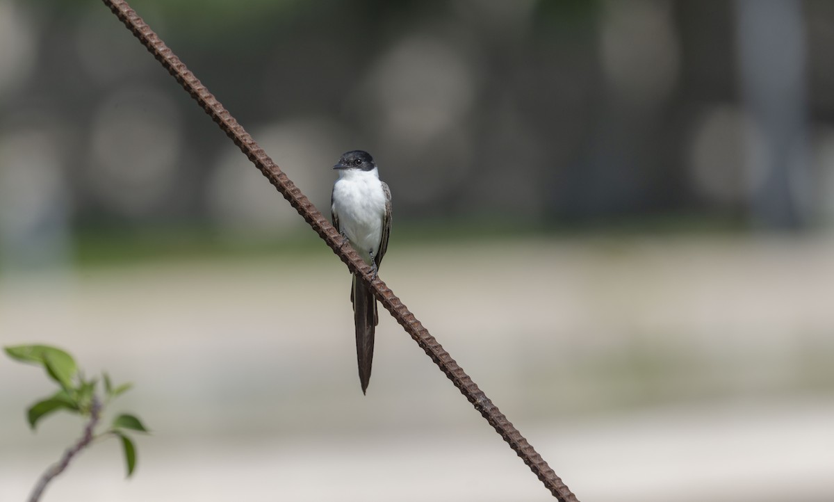 Fork-tailed Flycatcher - ML652081457