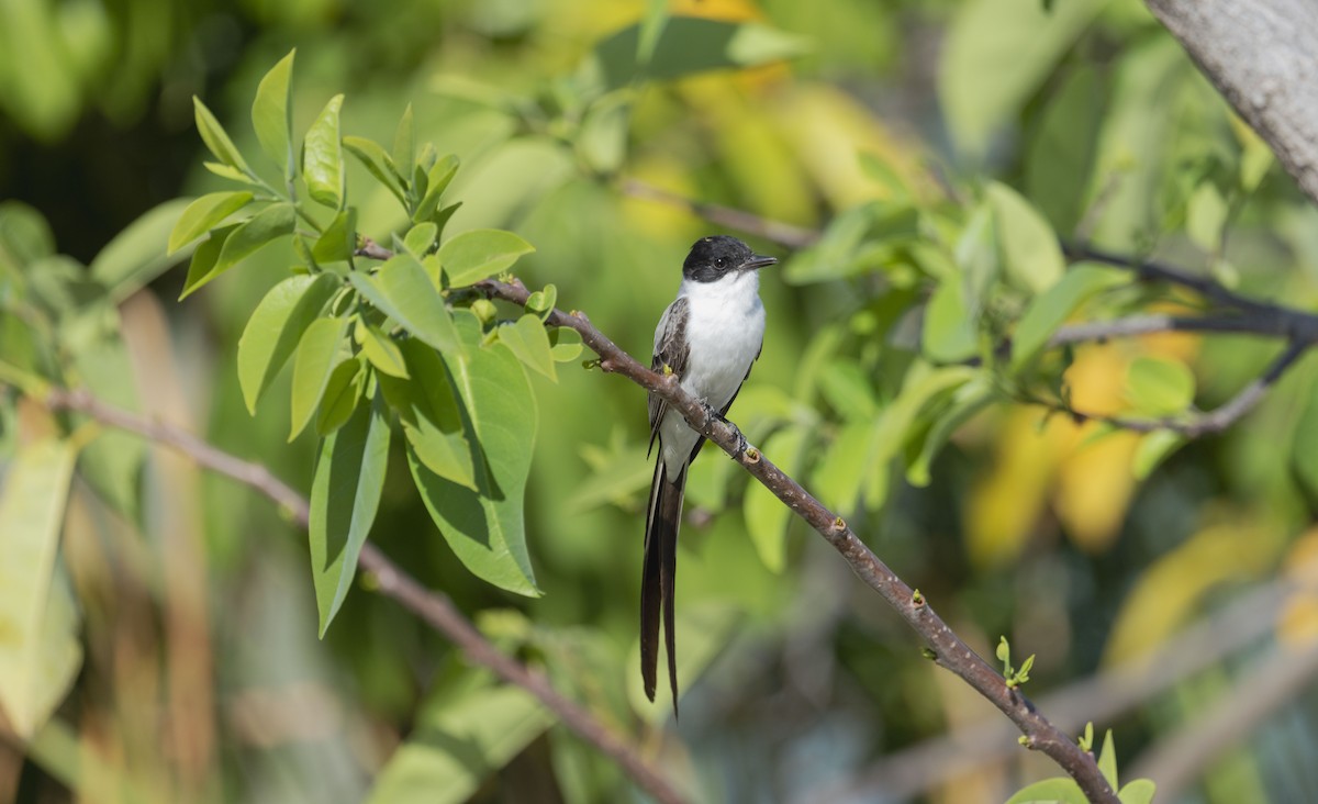 Fork-tailed Flycatcher - ML652081463