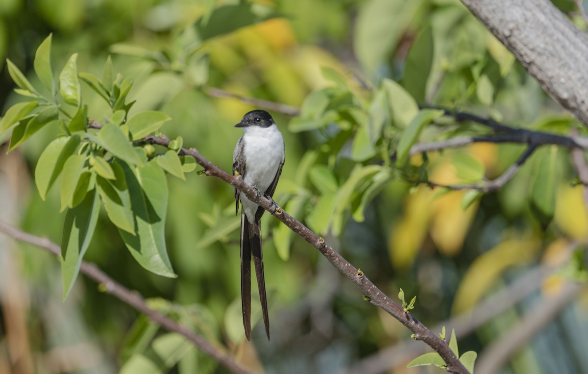 Fork-tailed Flycatcher - ML652081469