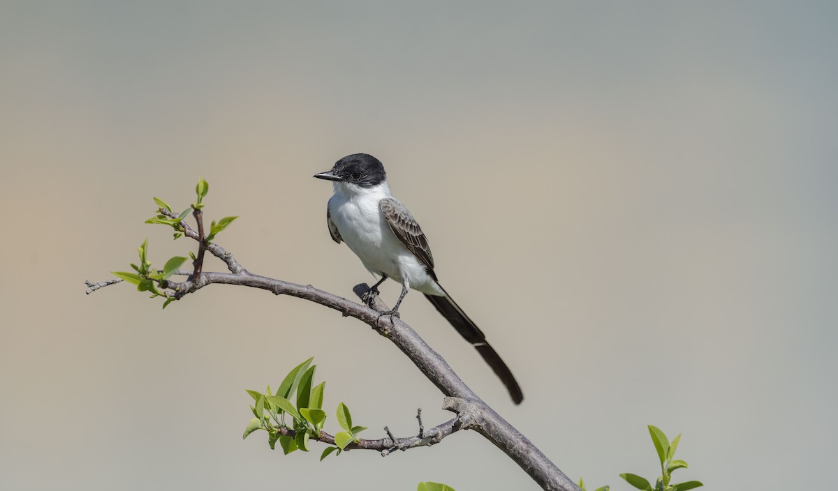Fork-tailed Flycatcher - ML652081479