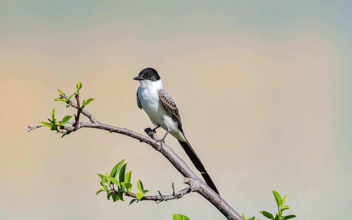 Fork-tailed Flycatcher - ML652081485