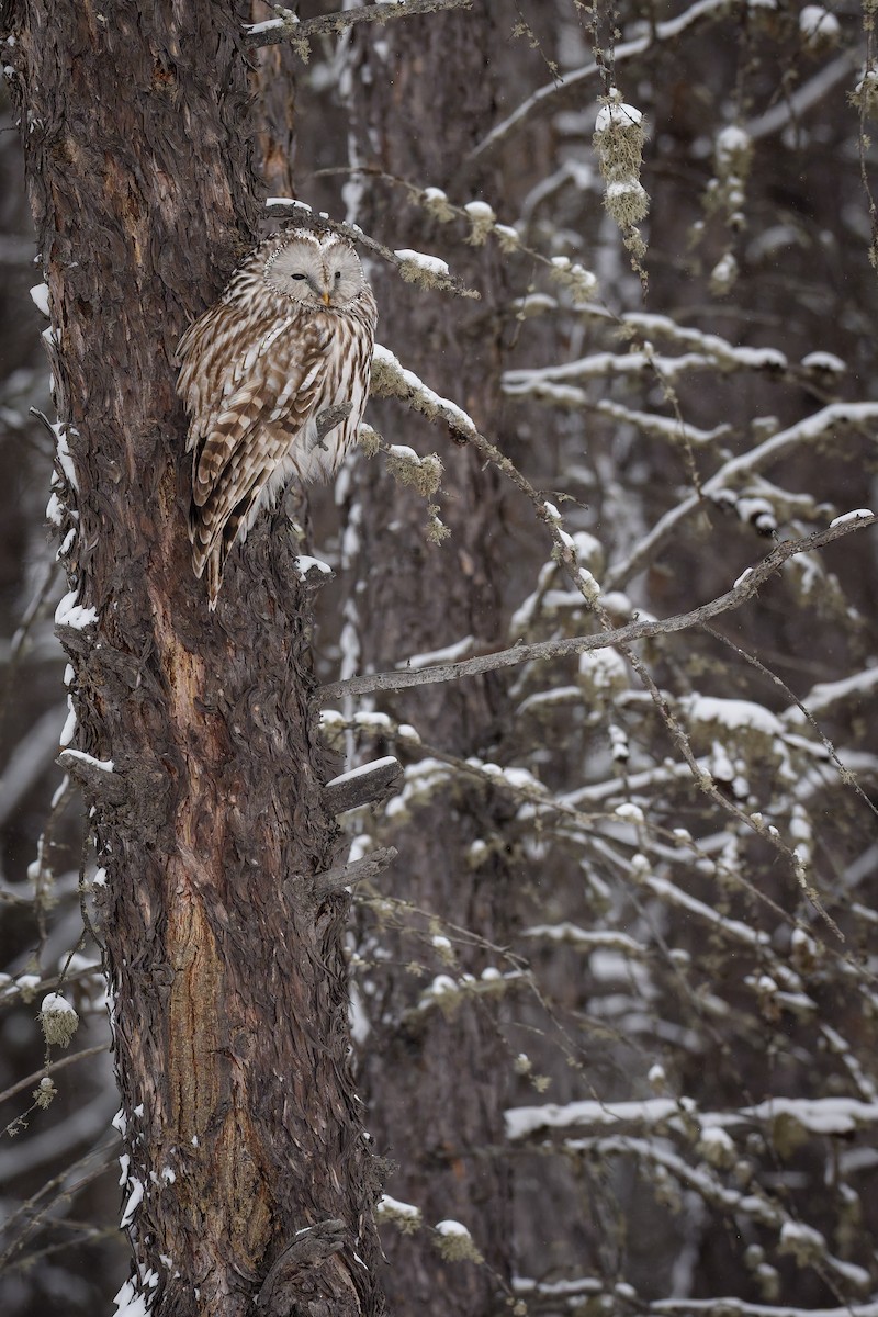 Habichtskauz [uralensis-Gruppe] - ML652081497