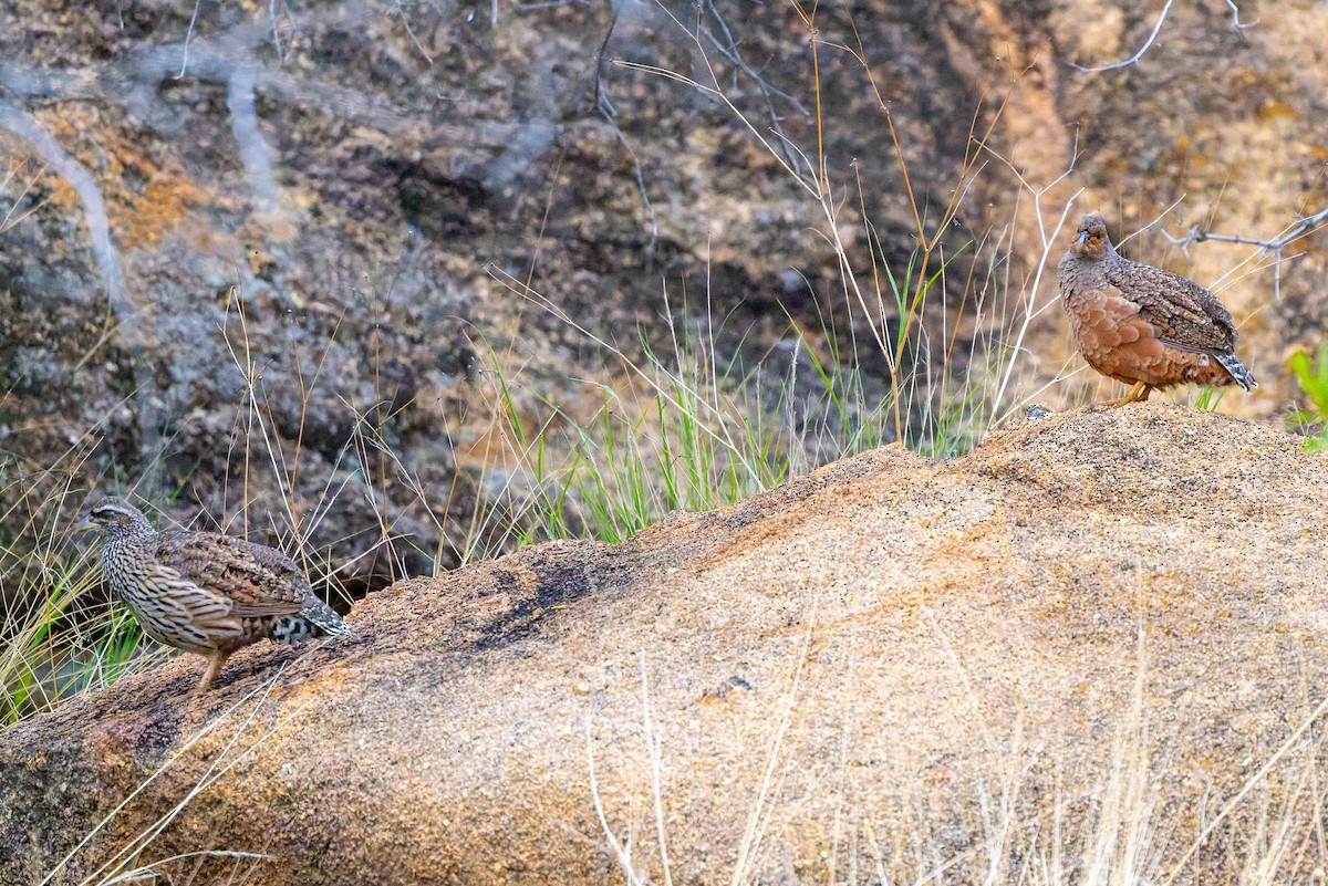 Francolín de Hartlaub - ML652081511