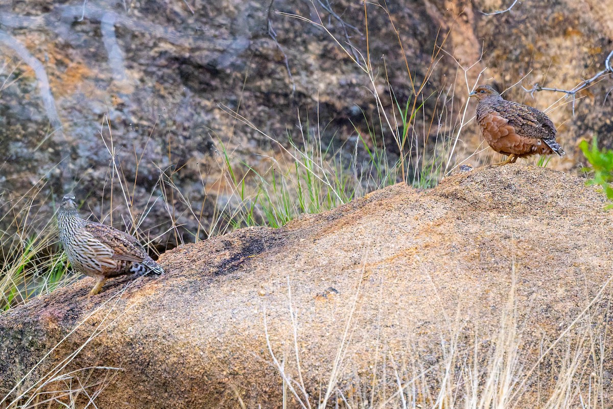 Francolín de Hartlaub - ML652081512