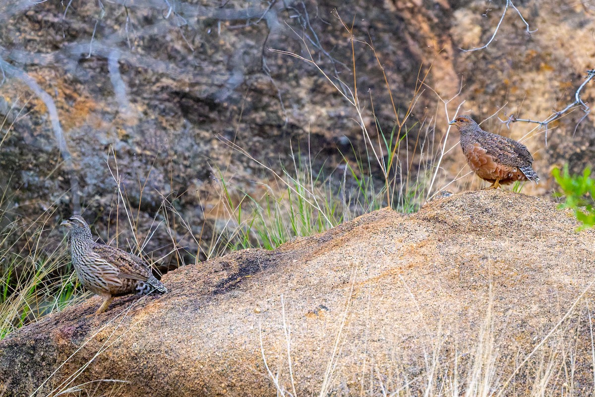 Francolín de Hartlaub - ML652081513