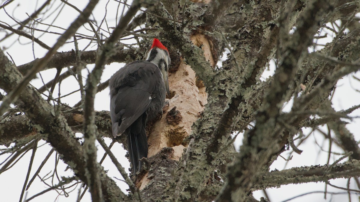 Жовна північна - ML652081515