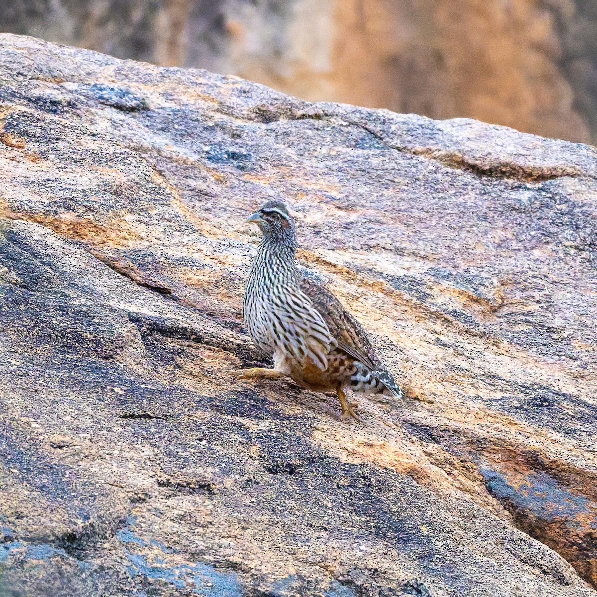 Francolín de Hartlaub - ML652081521