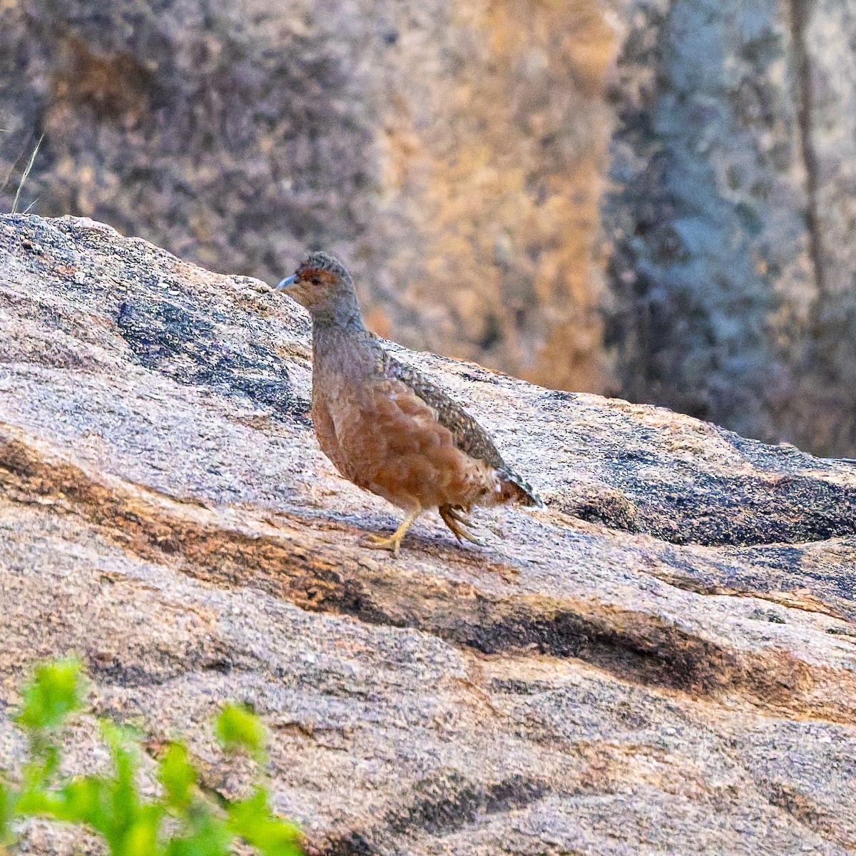 Francolín de Hartlaub - ML652081522