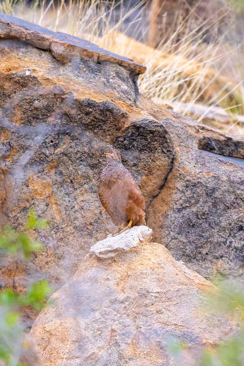 Francolín de Hartlaub - ML652081526