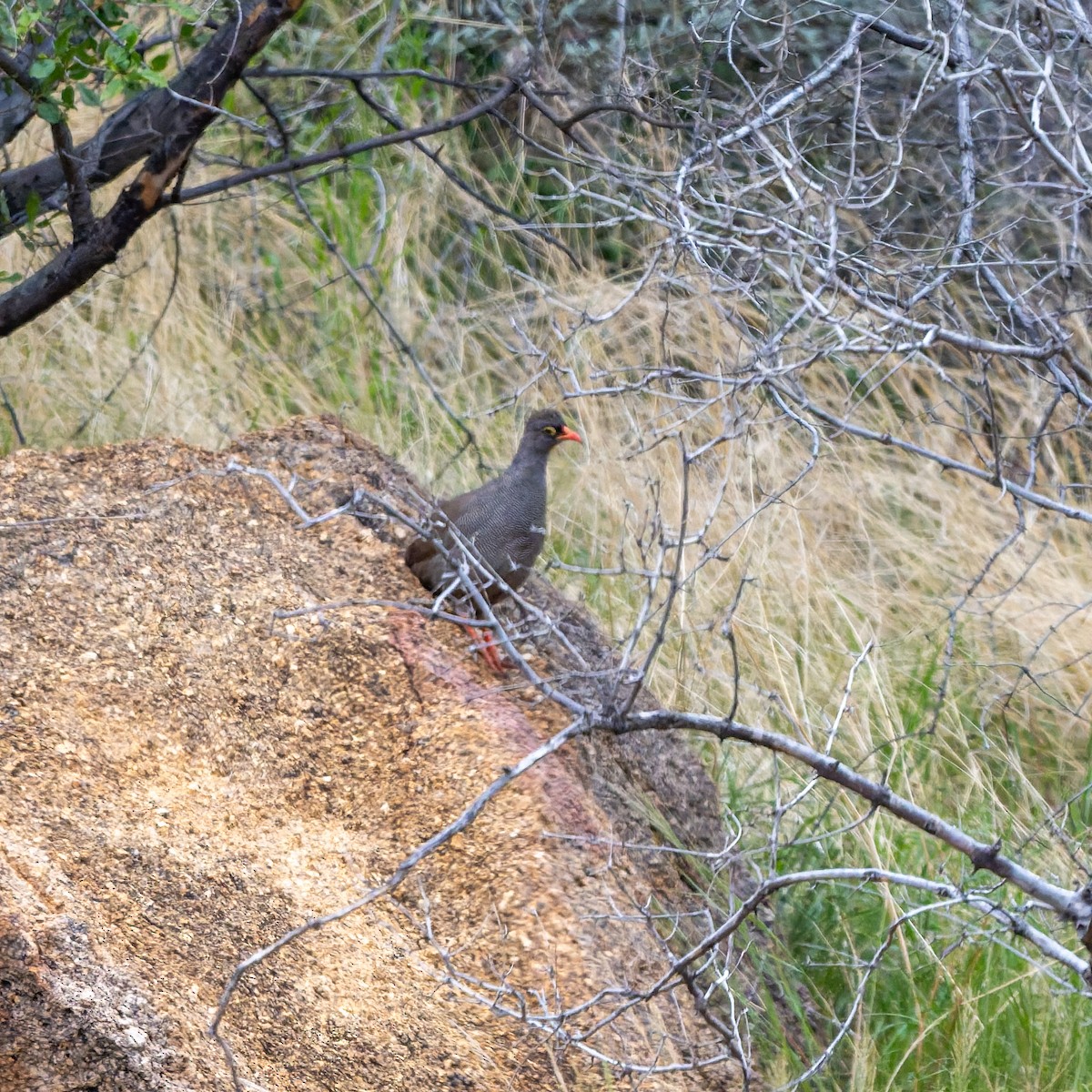 サザナミシャコ - ML652081543