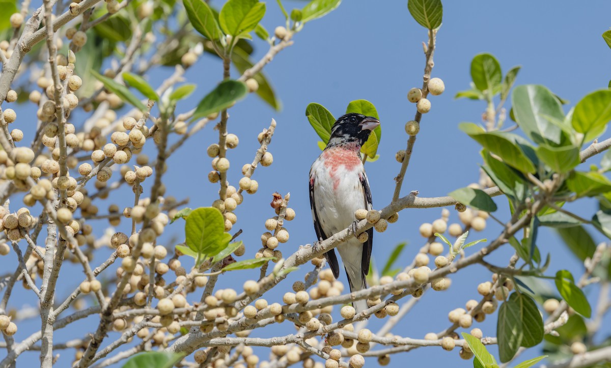 Rose-breasted Grosbeak - ML652081586
