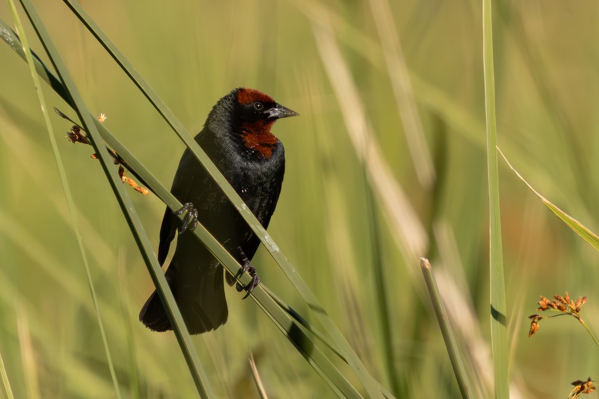 Chestnut-capped Blackbird - ML652082004