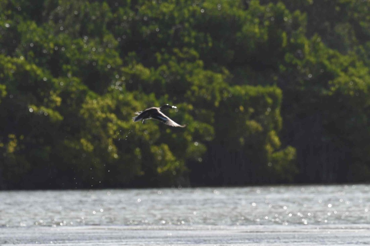 Northern Shoveler - ML652082065
