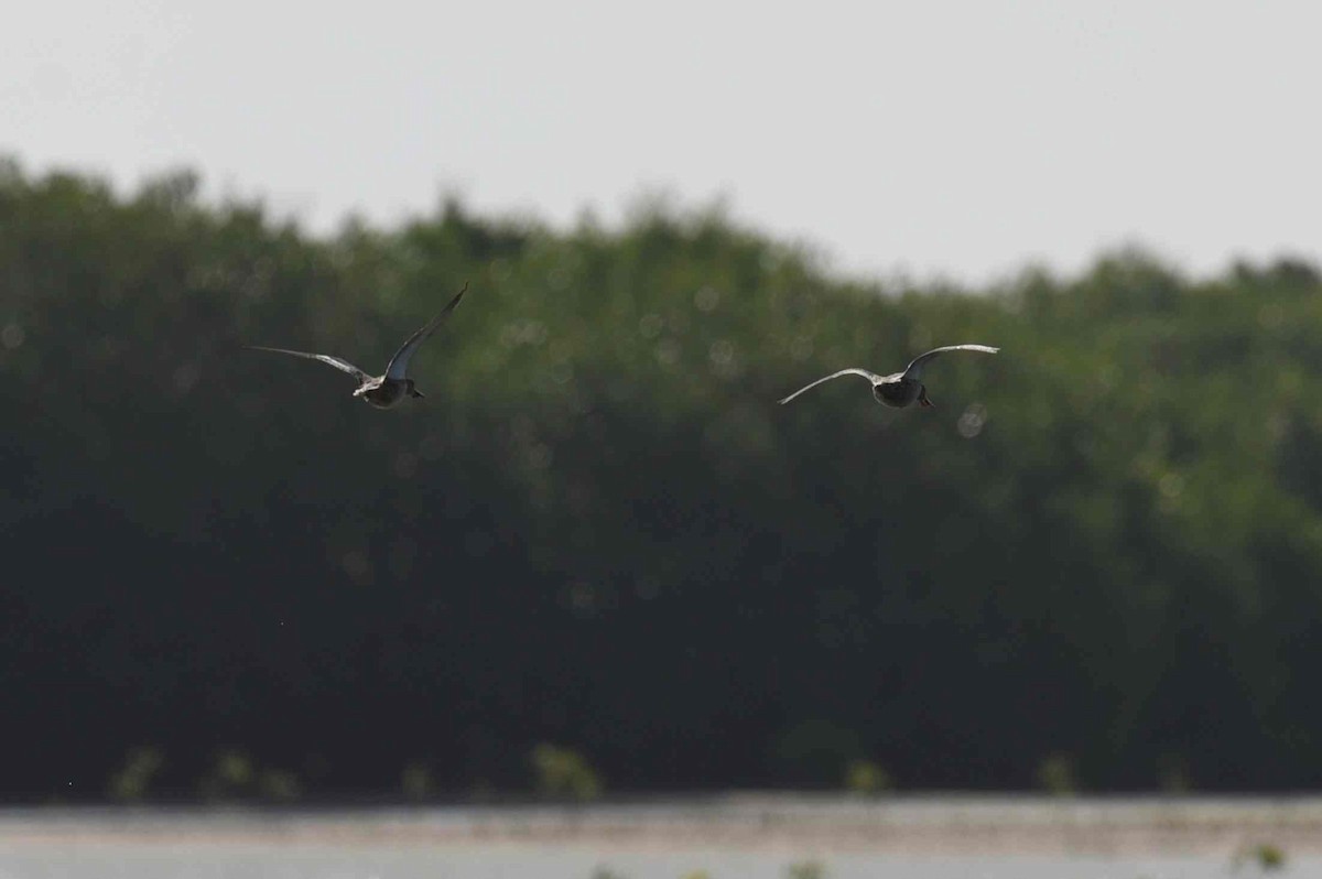 Northern Shoveler - ML652082104