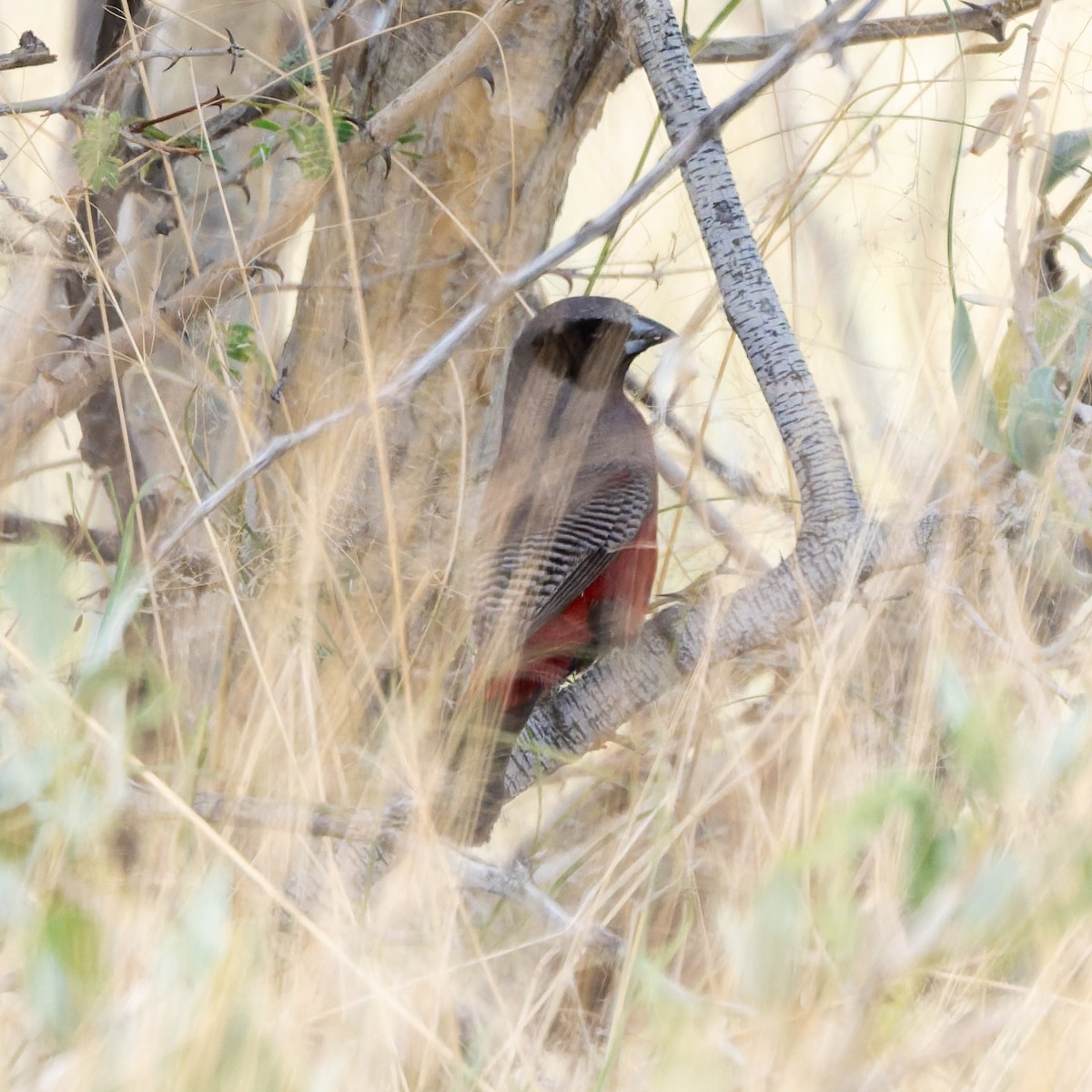 Black-faced Waxbill - ML652082143