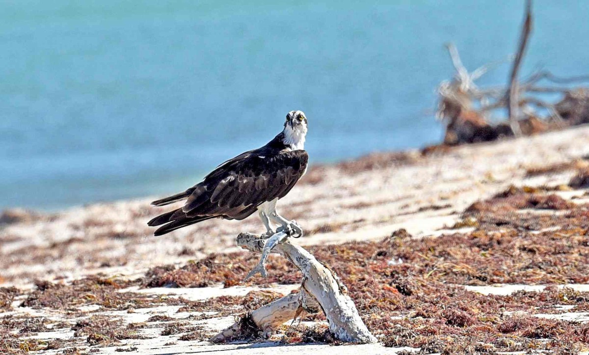 Osprey - ML652082260