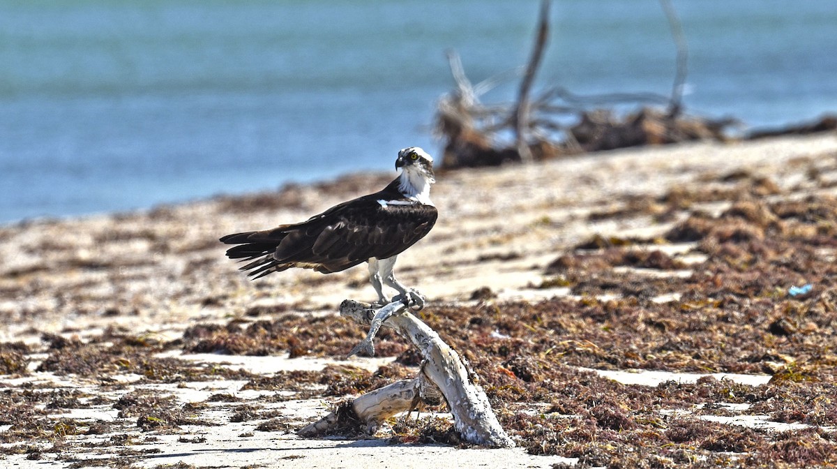 Osprey - ML652082278