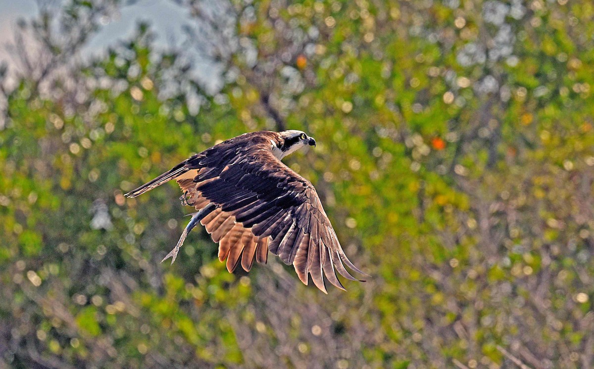 Osprey - ML652082284