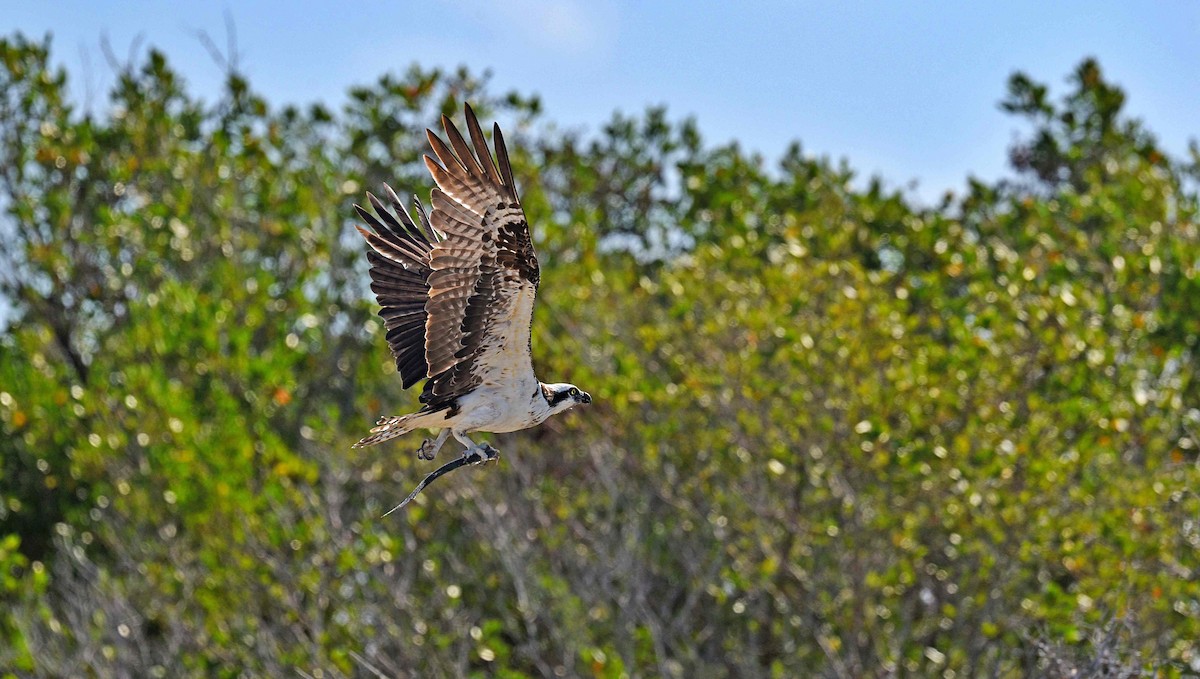 Osprey - ML652082289
